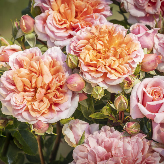 Róża Krzewiasta Sunshine Reggae®