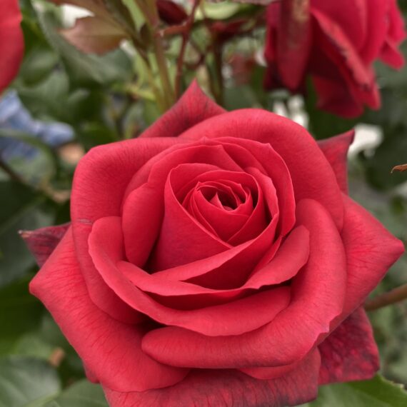 TCHIC-TCHAC Oraducam (1)