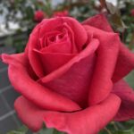 Róża Pnąca  TCHIC-TCHAC® ORADUCAM