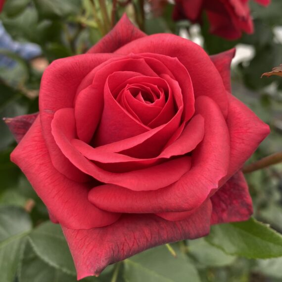 Róża Pnąca  TCHIC-TCHAC® ORADUCAM