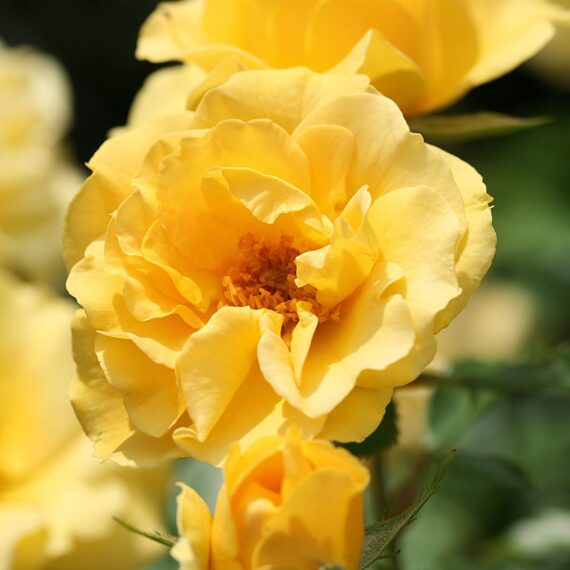 Róża Rabatowe Westart®