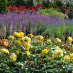 Róża Rabatowe Westart®