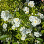 Róża Parkowa Wodogrzmoty®