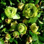 Róża Krzewiasta Patio Zielony Walijski ‘ Welsh Green Dragon’