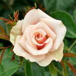 Róża Rabatowa Tabula Rasa®