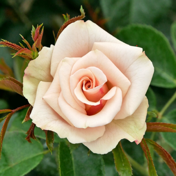 Róża Rabatowa Tabula Rasa®