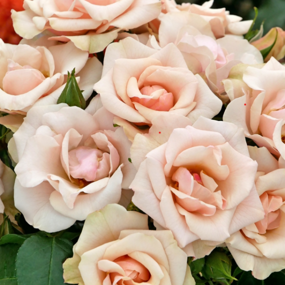 Zrzut ekranu 2026-02-28 101321,,,,,,,,,