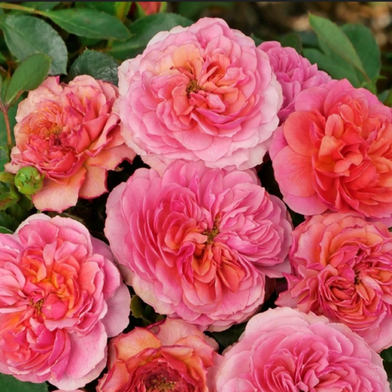 Róża Miniaturowa Mała Mi®