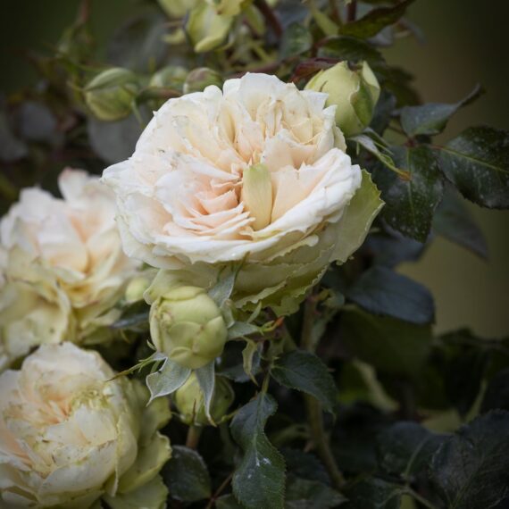 Róża Rabatowa Shrek