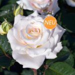 Róża Rabatowe Certinia®