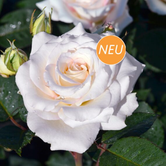 Róża Rabatowe Certinia®