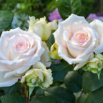 Róża Rabatowe Certinia®