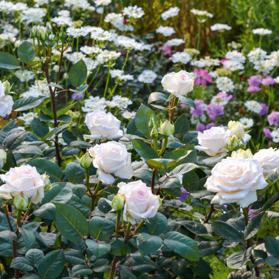 Róża Rabatowe Certinia®