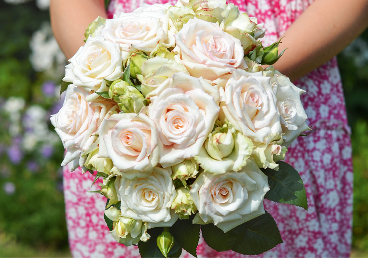 Róża Rabatowe Certinia®